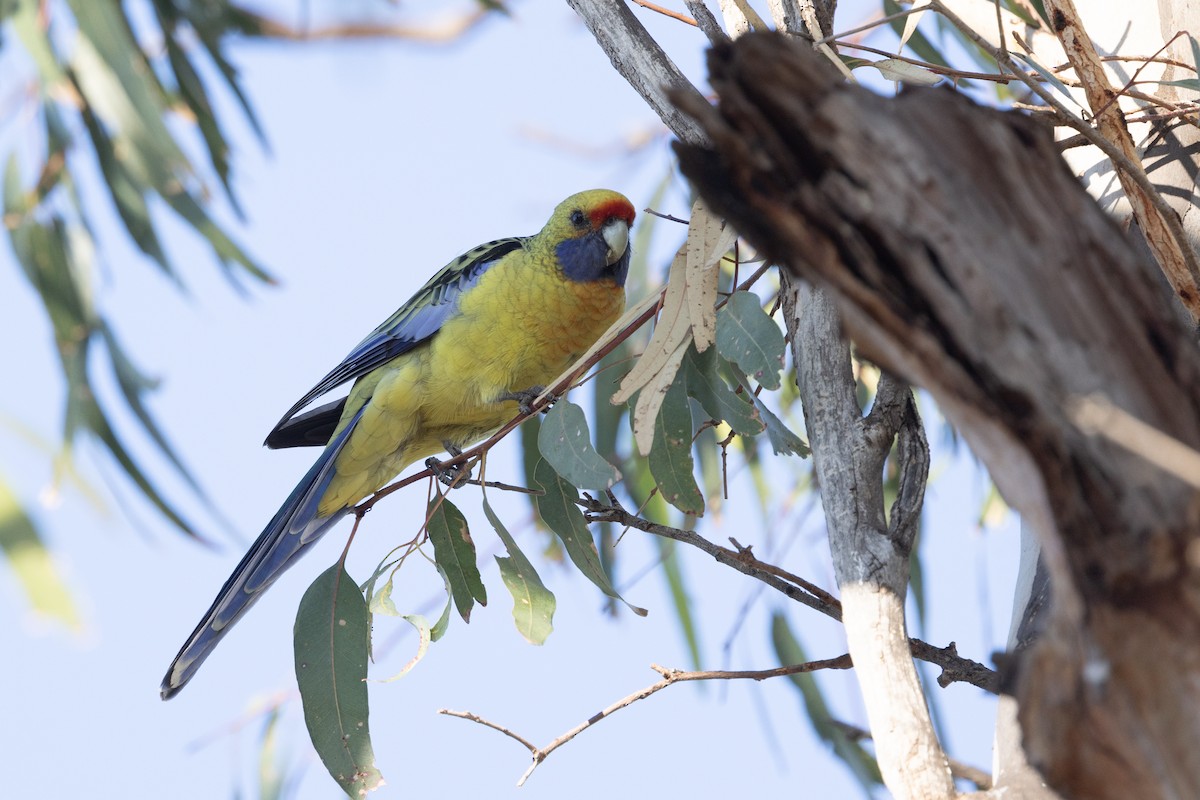 Crimson Rosella (Yellow) - Richard and Margaret Alcorn