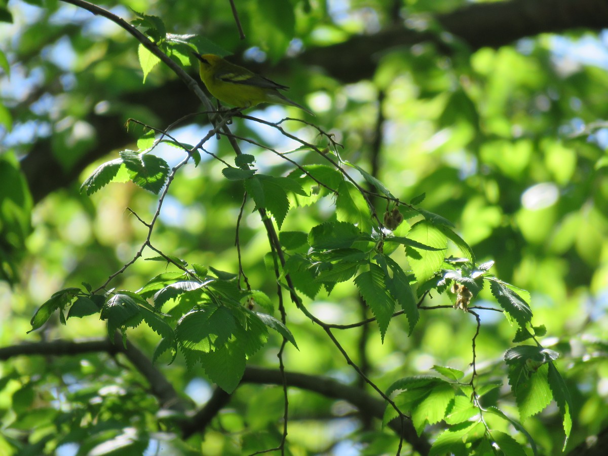 Blue-winged Warbler - Christine W.