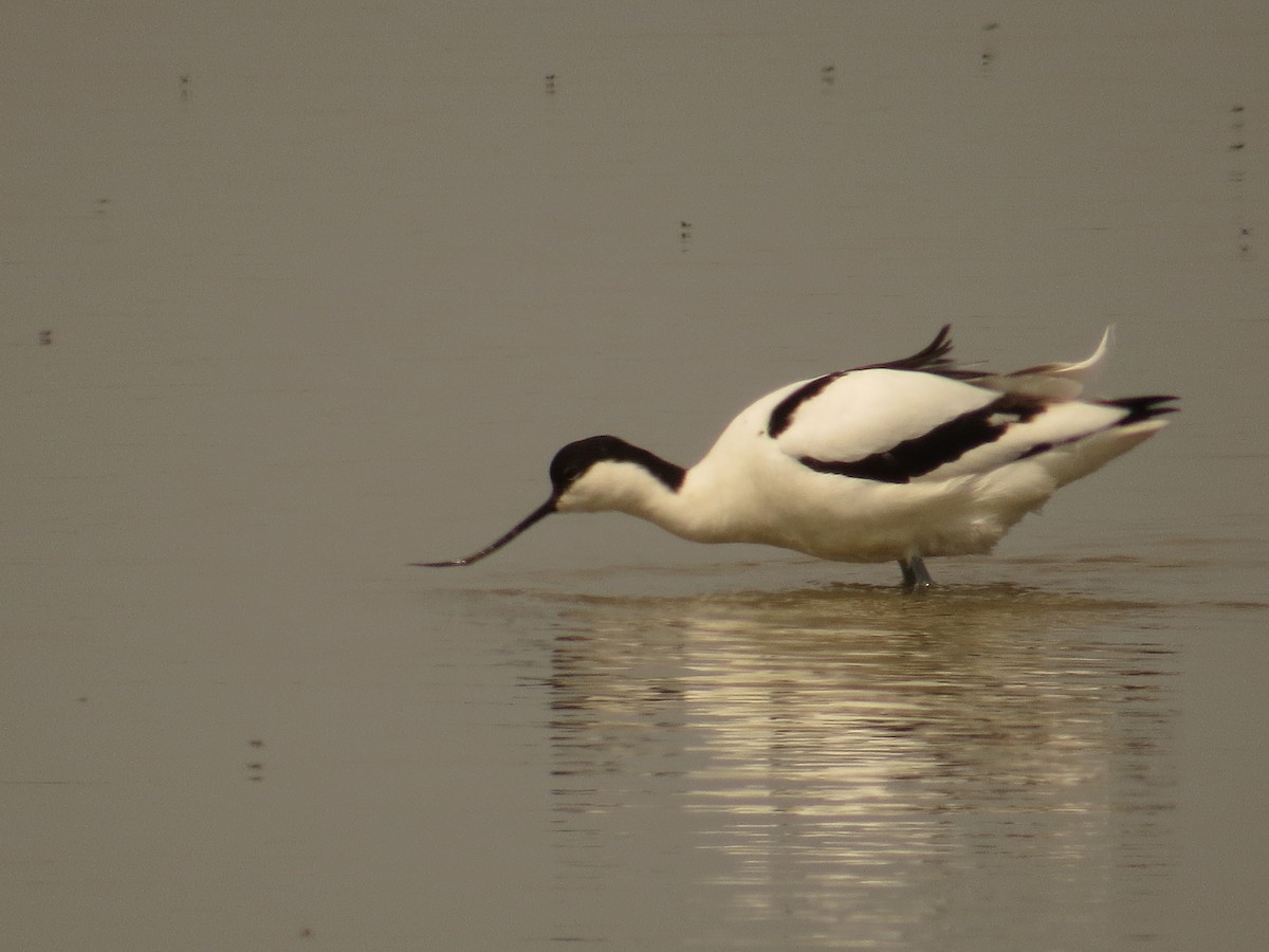 Pied Avocet - ML618361445