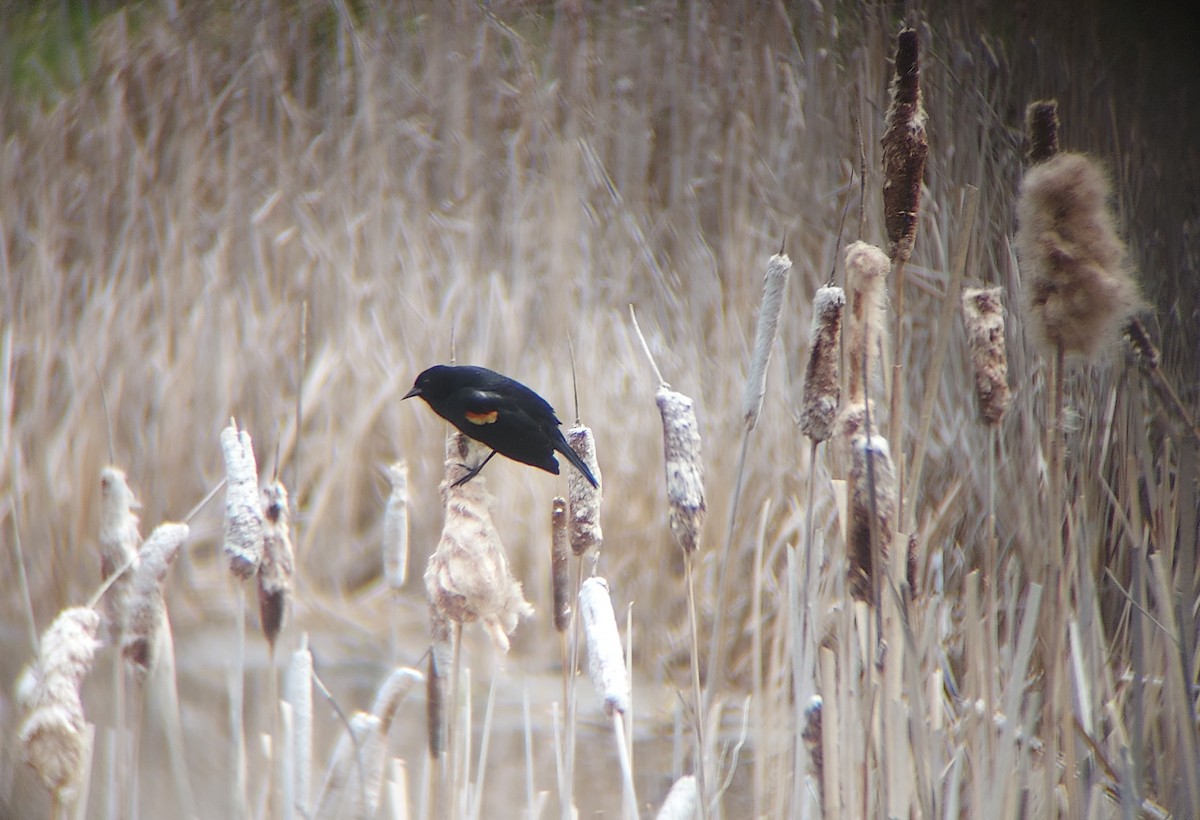 Red-winged Blackbird - Sierra Fleischmann