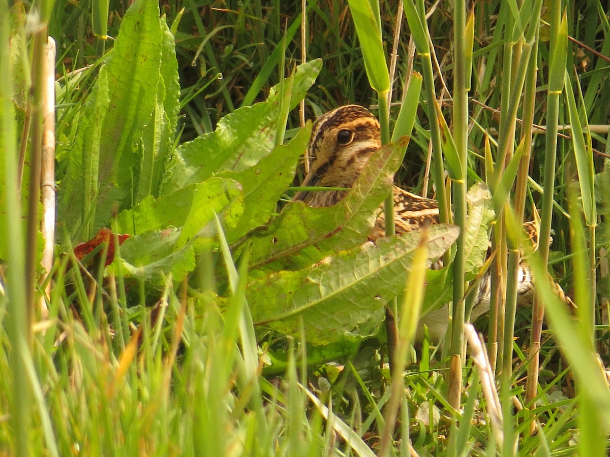 Common Snipe - Amy Lawes