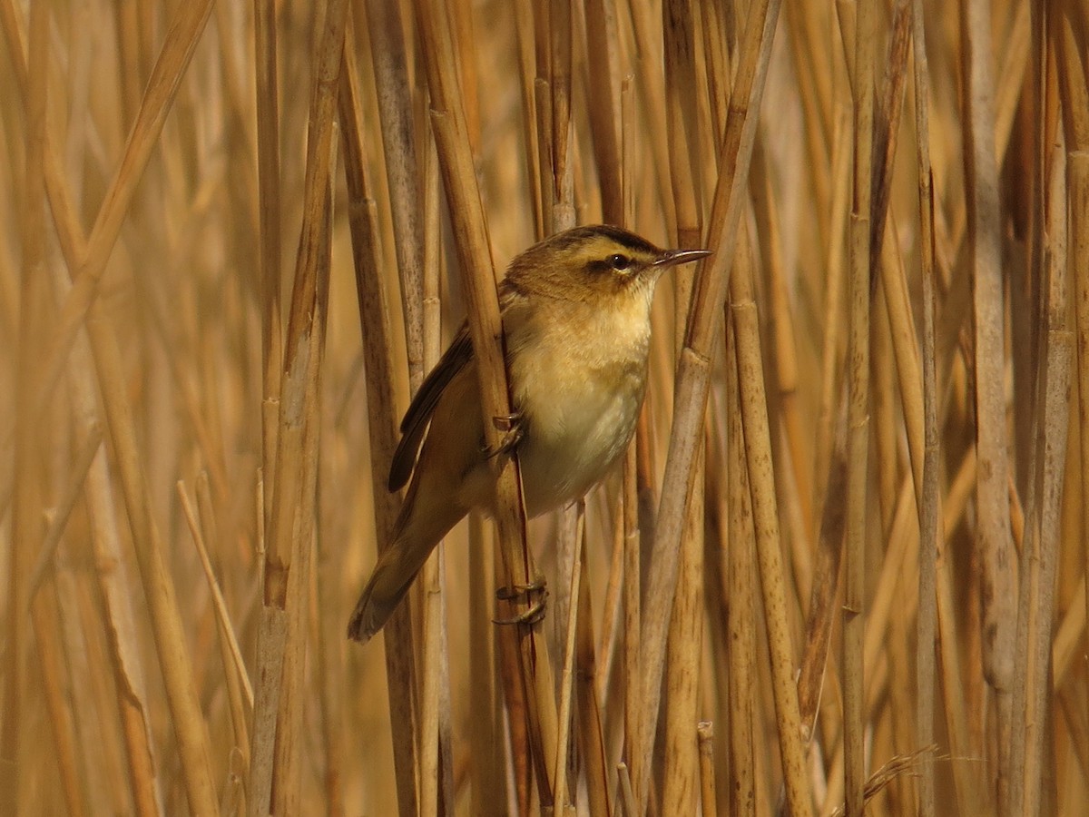 Sedge Warbler - Amy Lawes