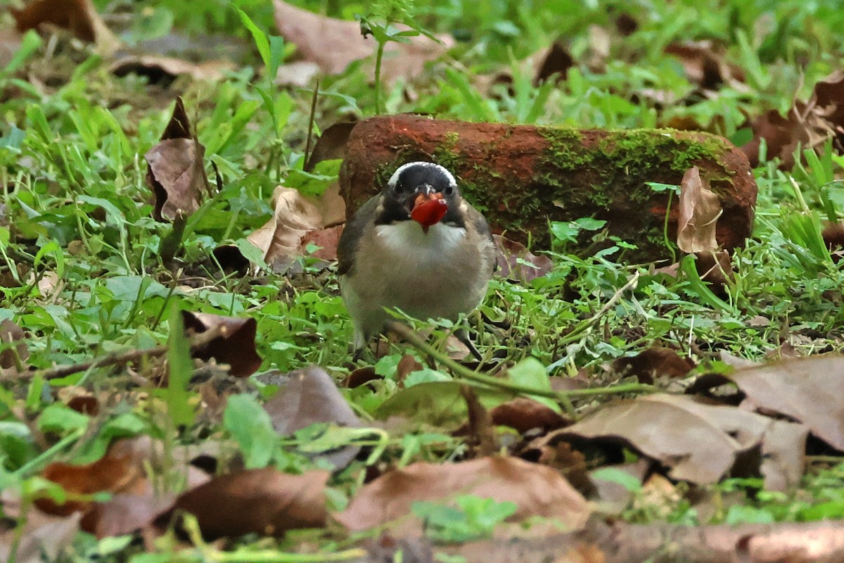 Light-vented Bulbul - 佑淇 陳