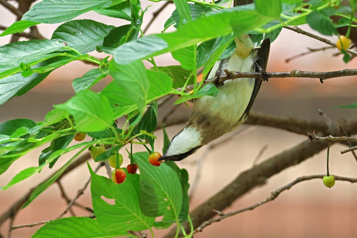 Light-vented Bulbul - 佑淇 陳