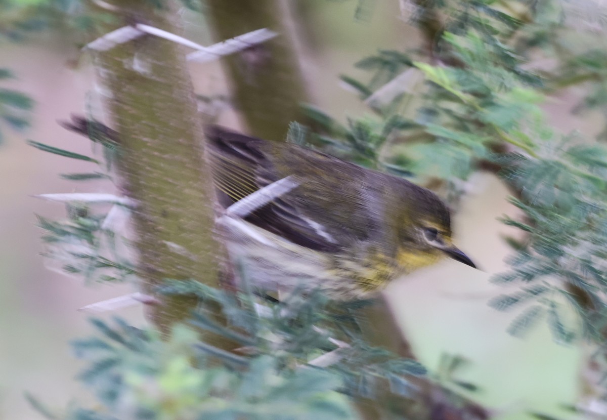 Cape May Warbler - Joseph Hood