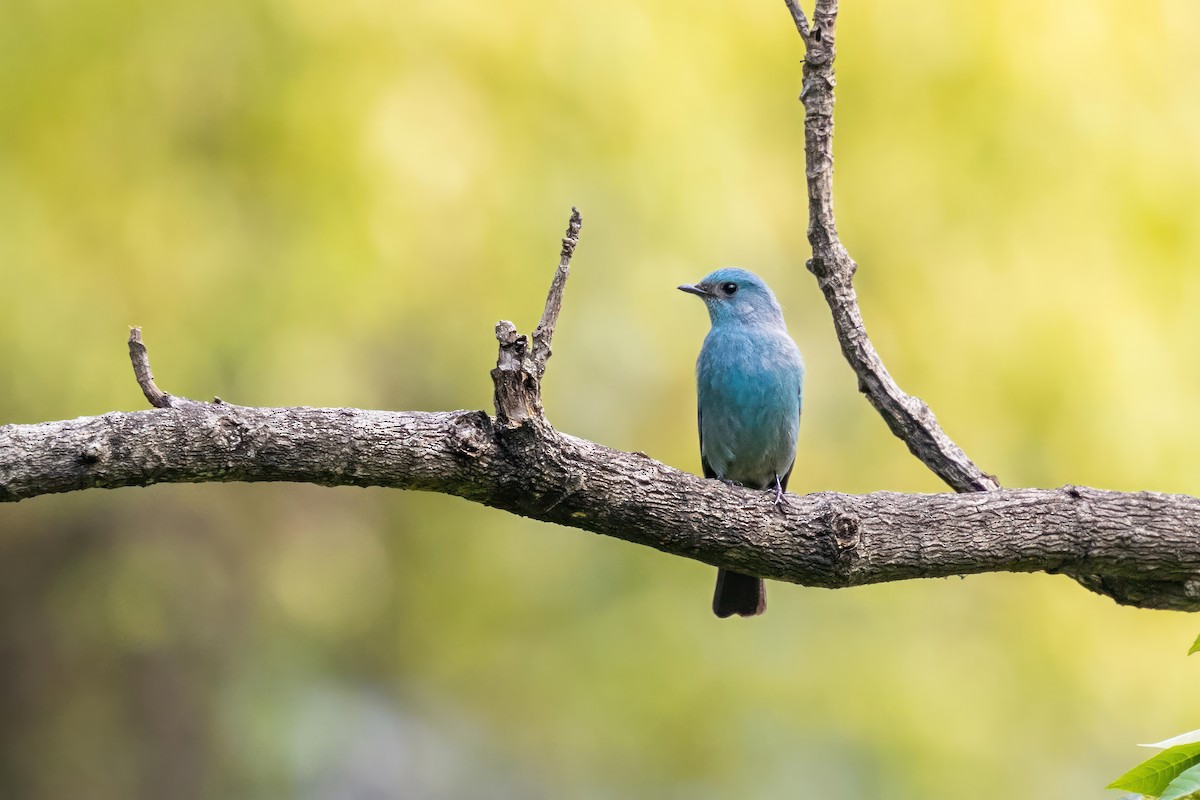 Verditer Flycatcher - Sri Teja