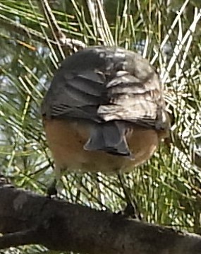 Rufous Whistler - Suzanne Foley