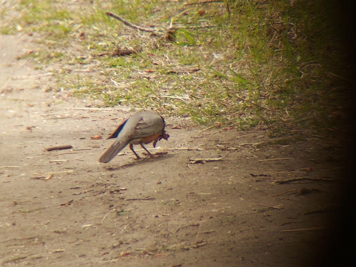 American Robin - ML618361524