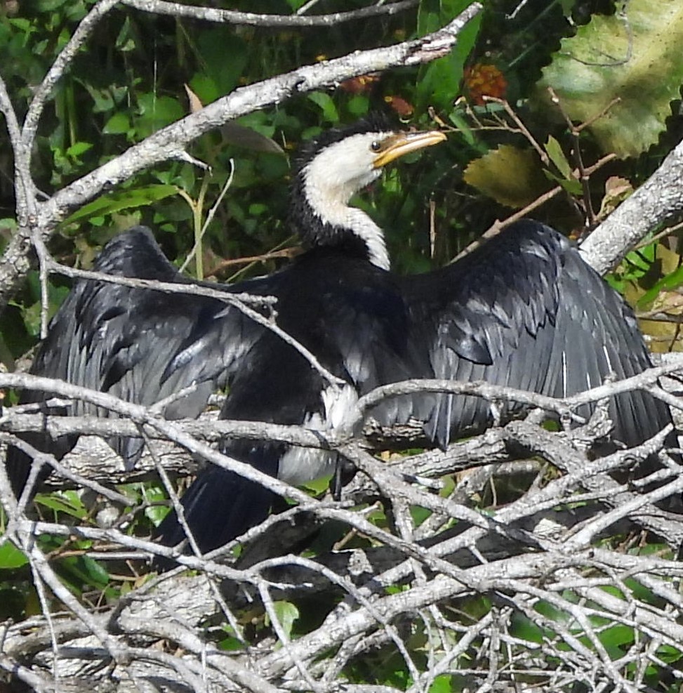 Little Pied Cormorant - Suzanne Foley