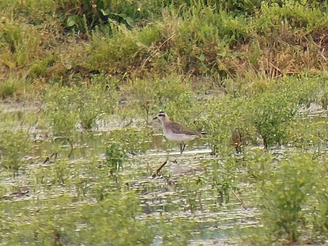 American Golden-Plover - Leonardo Siddi