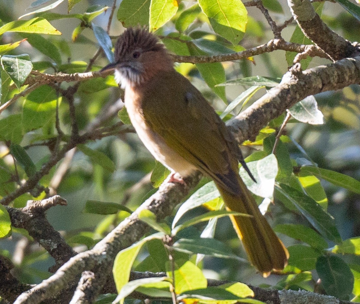 Mountain Bulbul - ML618361537