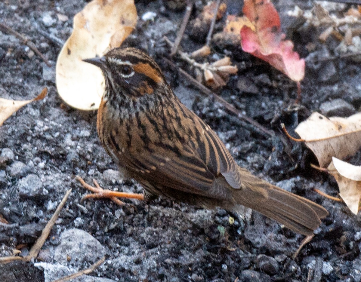 Rufous-breasted Accentor - ML618361555