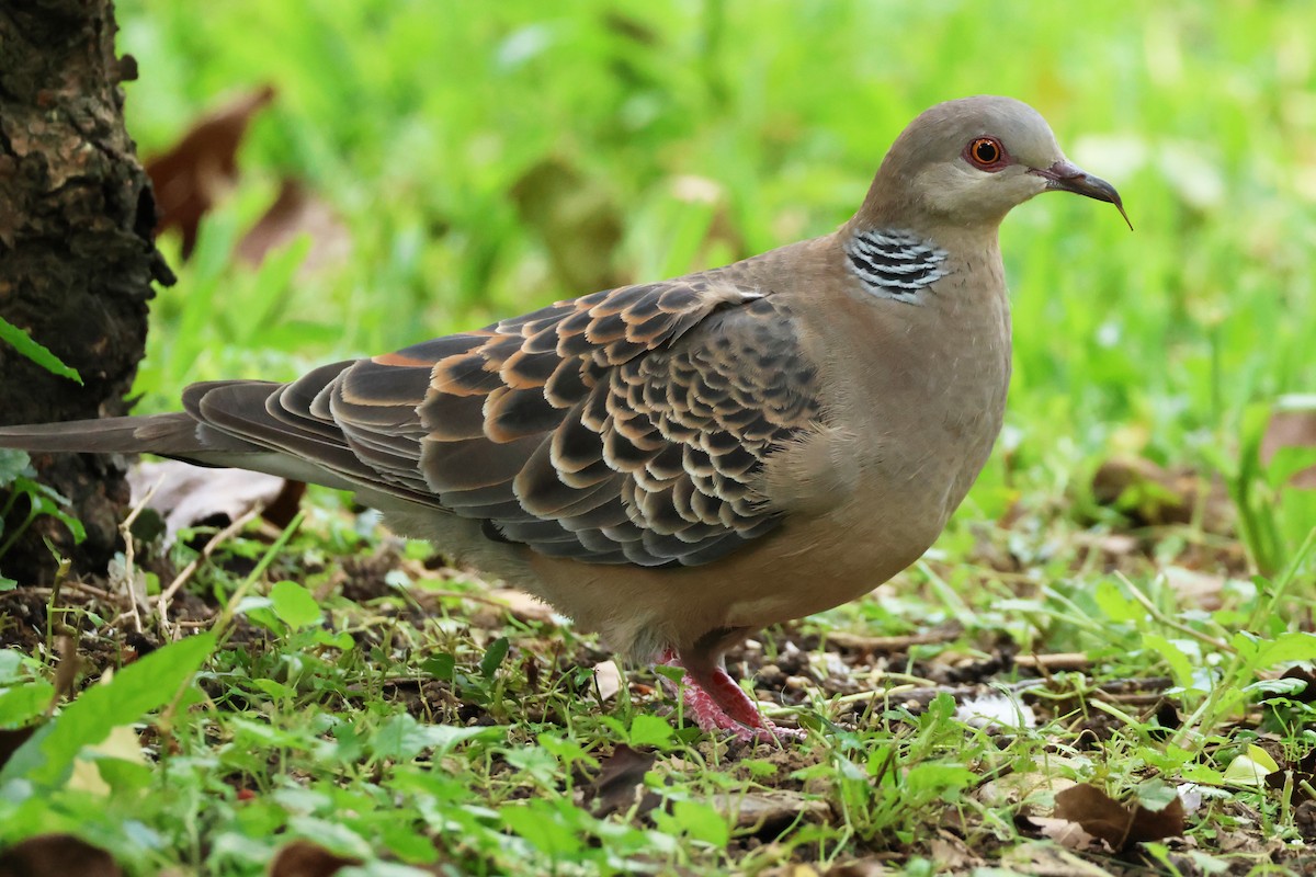 Oriental Turtle-Dove - 佑淇 陳