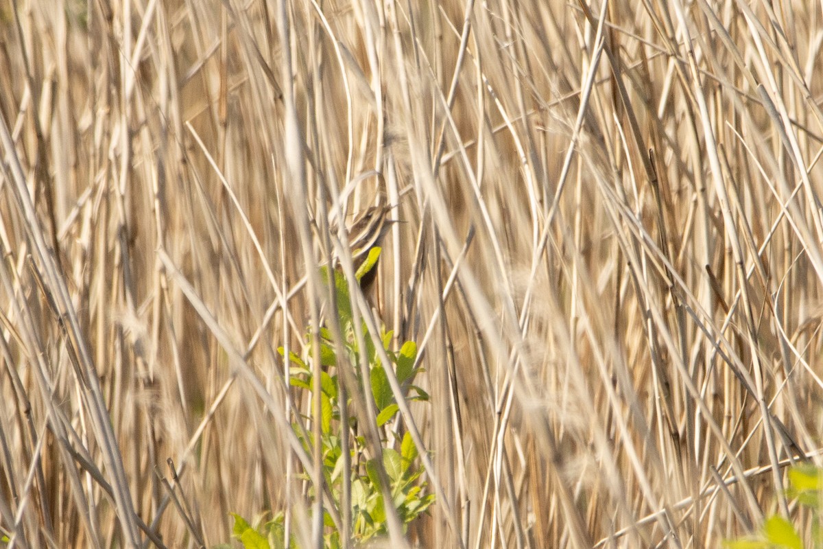 Savi's Warbler - Letty Roedolf Groenenboom