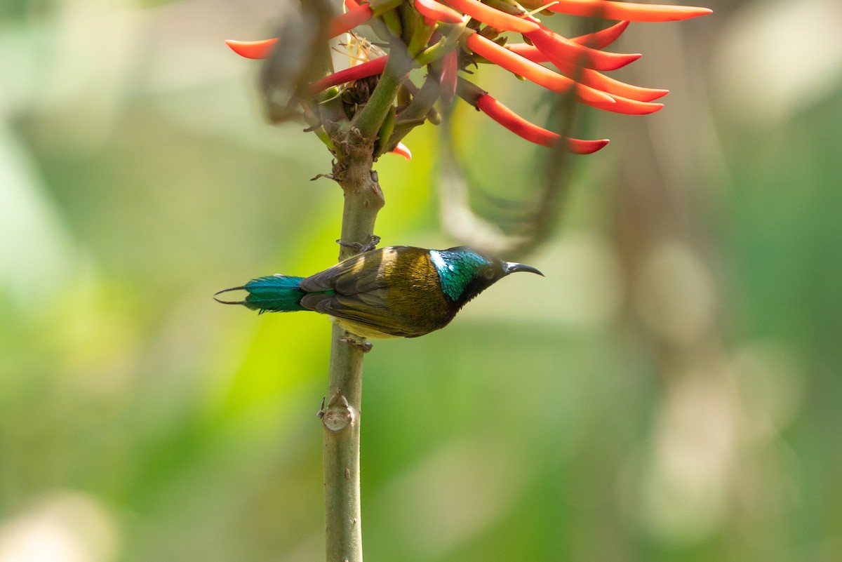 Fork-tailed Sunbird - Andy Lee