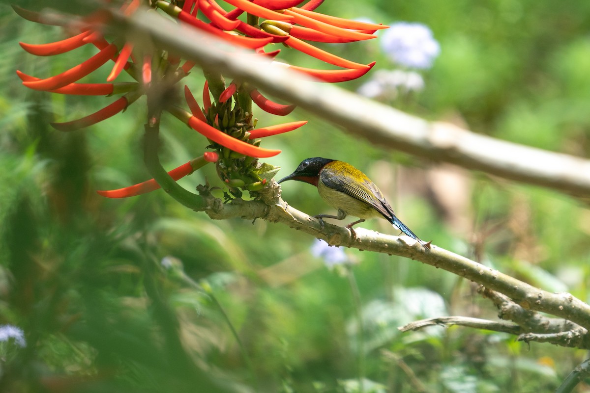 叉尾太陽鳥 - ML618361649