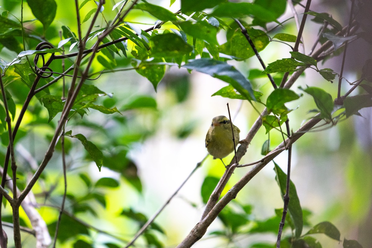 Hartert's Leaf Warbler - ML618361652