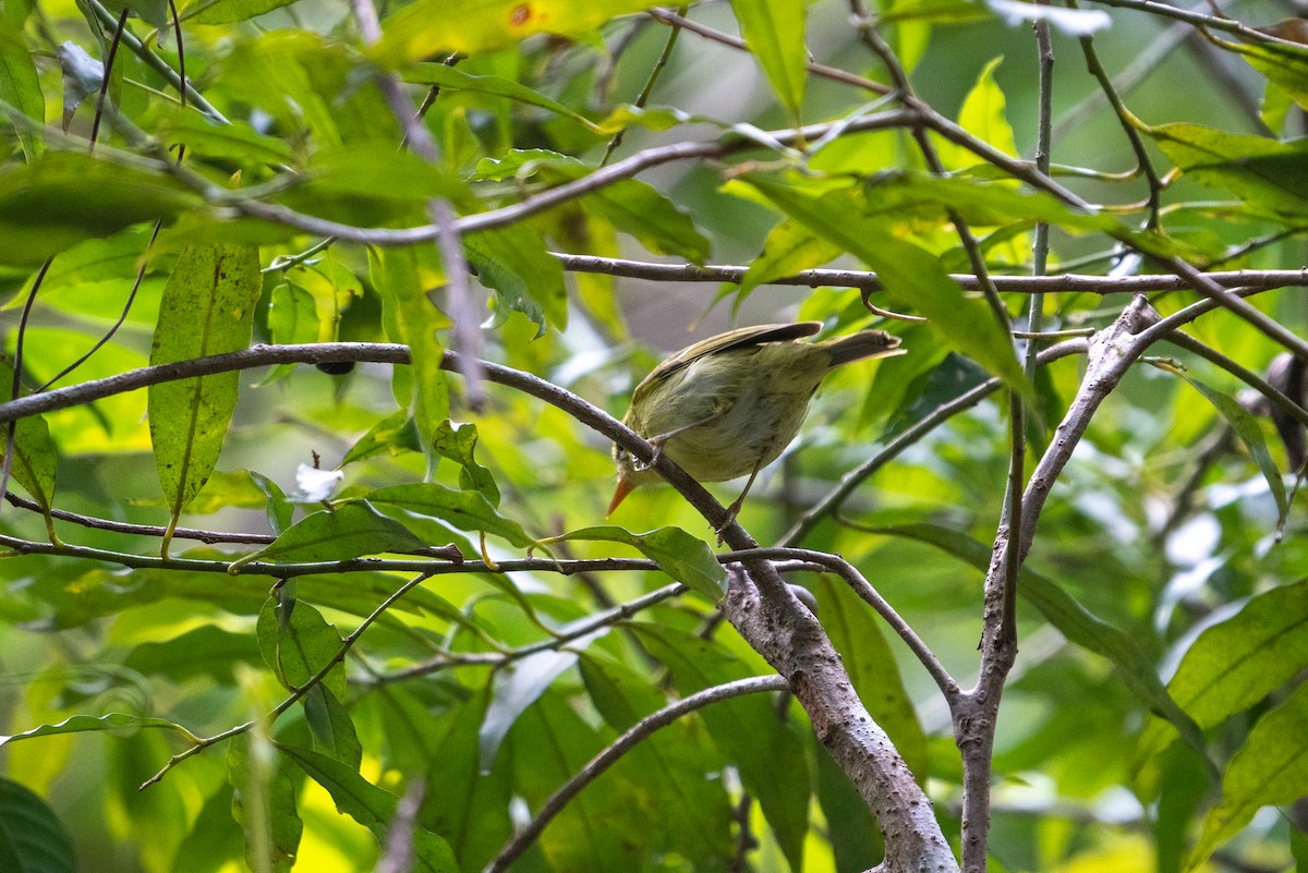 Hartert's Leaf Warbler - ML618361654