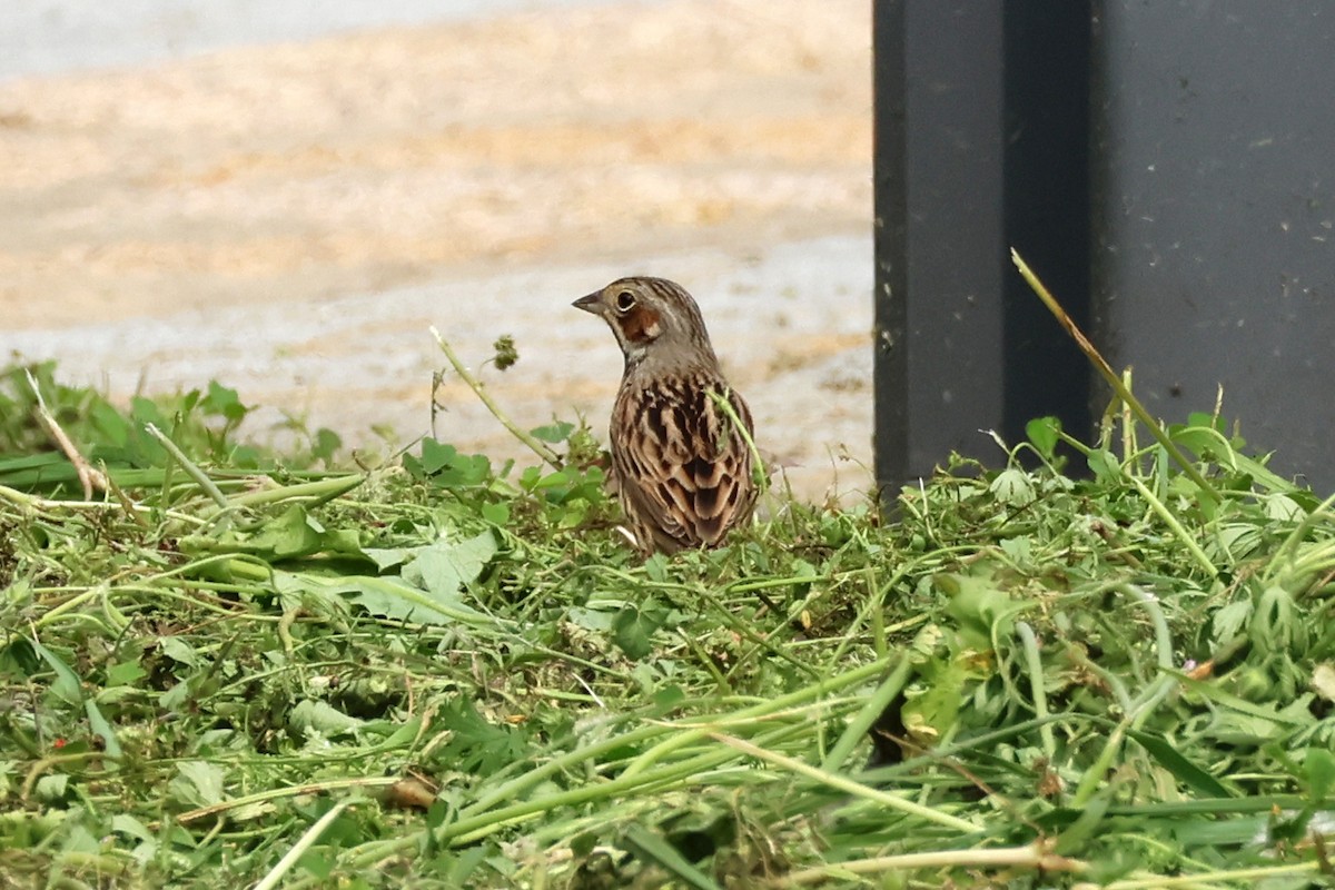 Chestnut-eared Bunting - 佑淇 陳