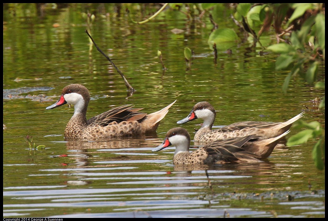 White-cheeked Pintail - ML618361678