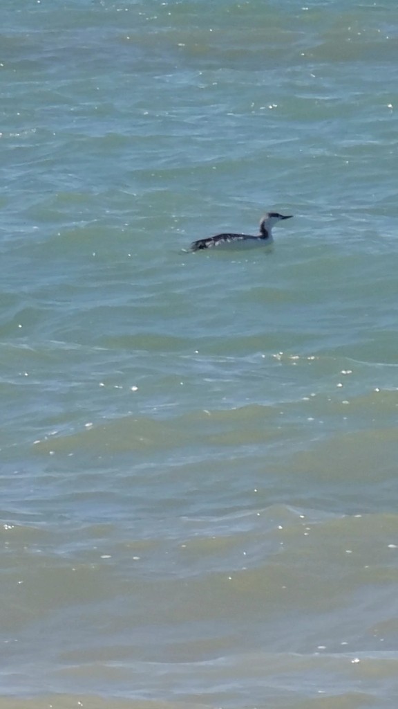 Red-throated Loon - ML618361692