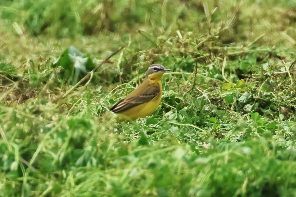 Eastern Yellow Wagtail (Manchurian) - 佑淇 陳