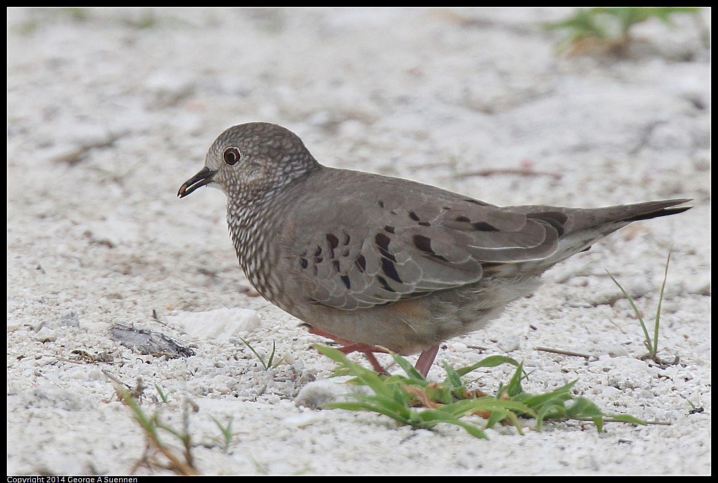 Common Ground Dove - ML618361699