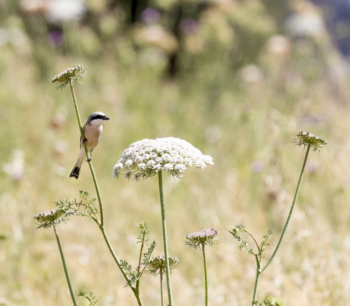 Red-backed Shrike - ML618361703