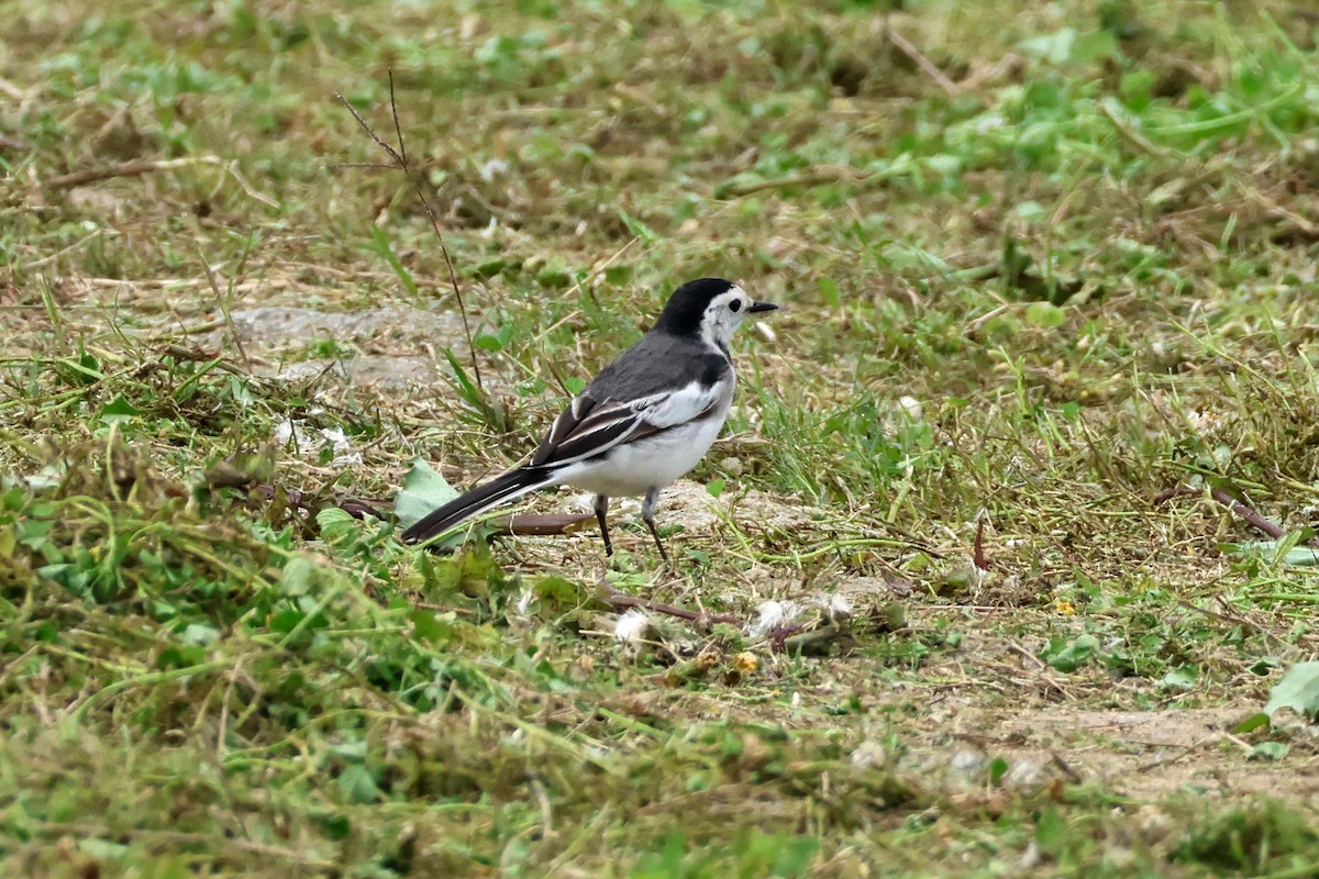 White Wagtail - 佑淇 陳