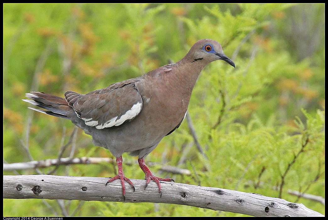 White-winged Dove - ML618361711