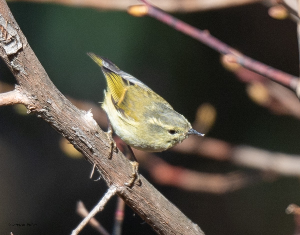 Buff-barred Warbler - ML618361712