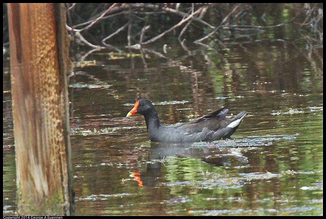 Common Gallinule - ML618361731