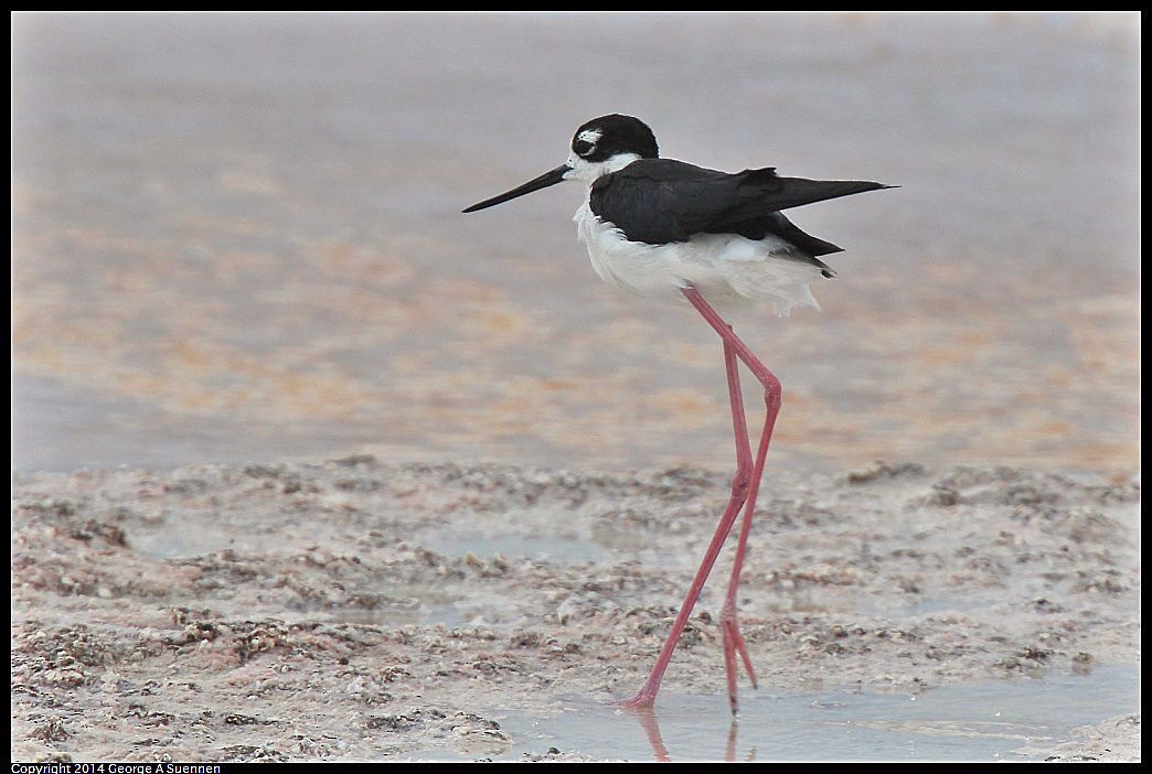 Black-necked Stilt - ML618361737