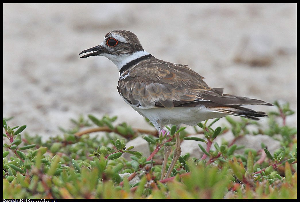 Killdeer - ML618361739