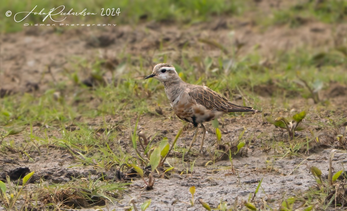 Eurasian Dotterel - John George Richardson