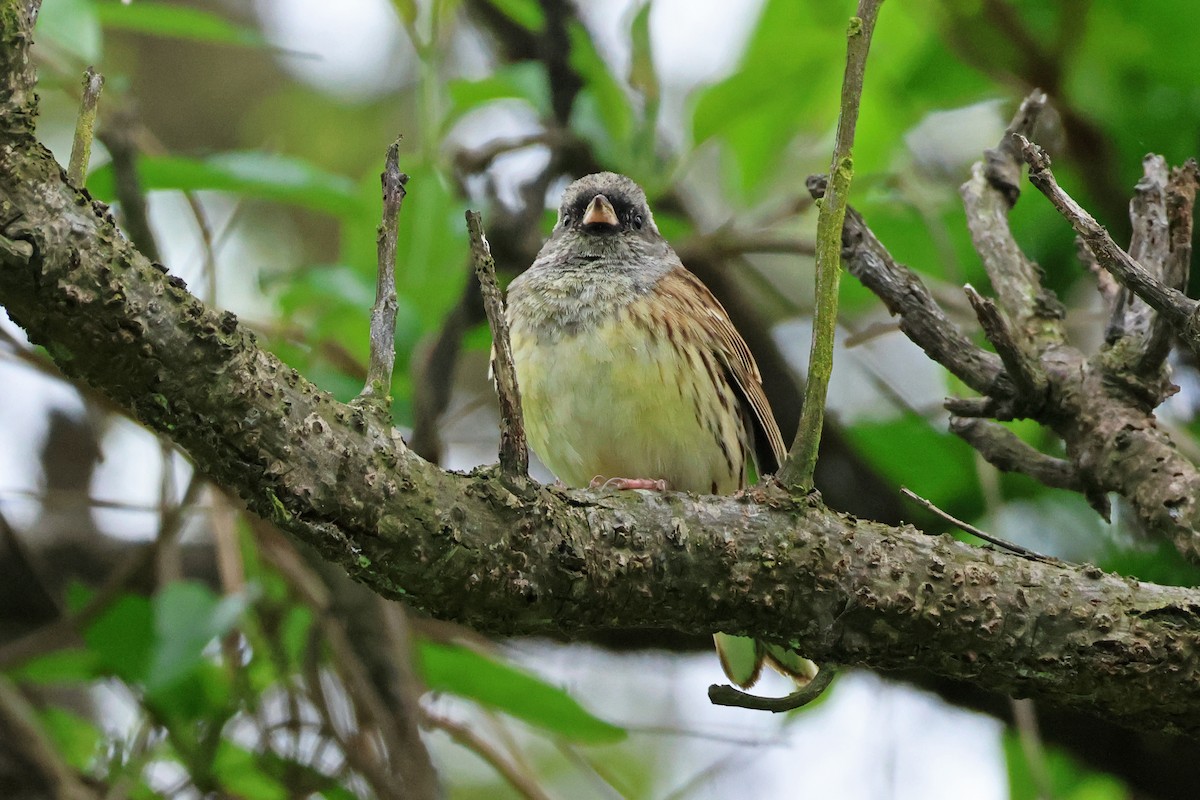 Black-faced Bunting - 佑淇 陳