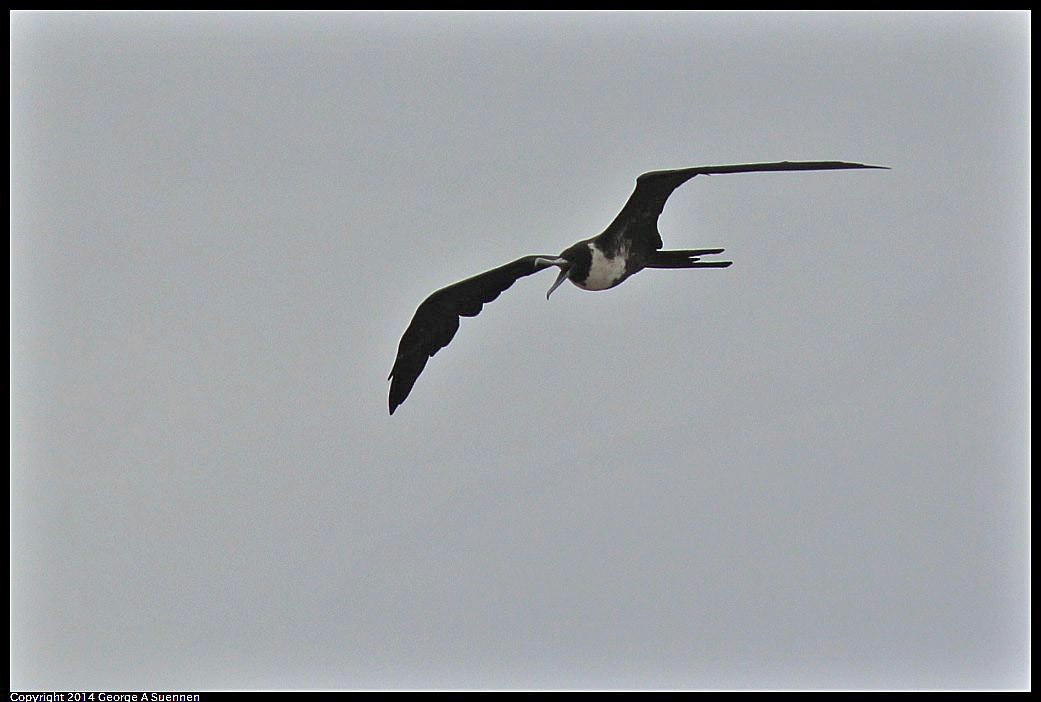 Magnificent Frigatebird - ML618361764