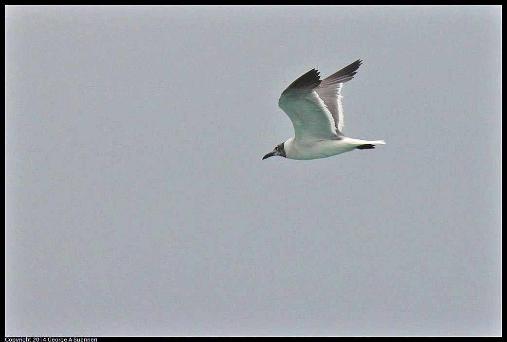 Gaviota Guanaguanare - ML618361765