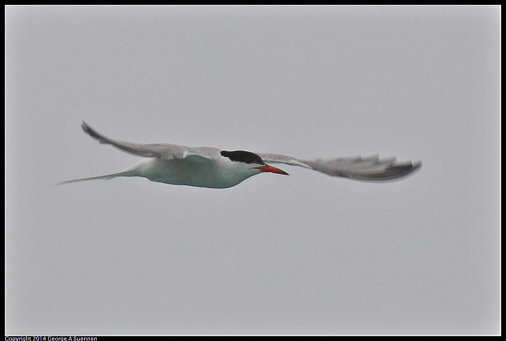 Royal Tern - ML618361782