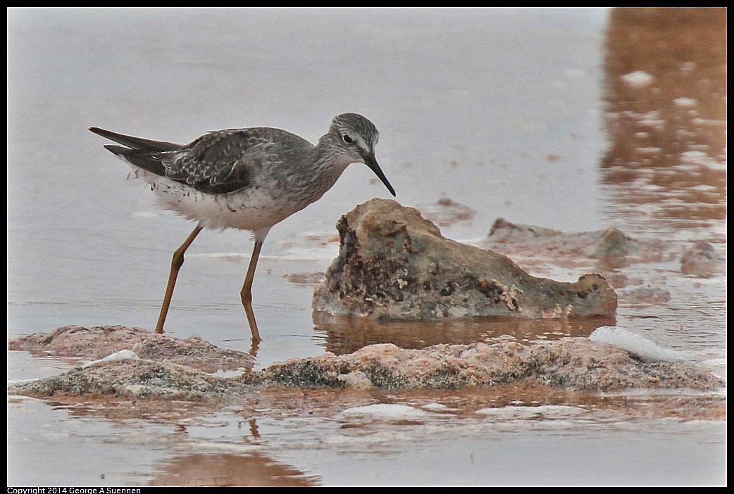 Lesser Yellowlegs - ML618361791