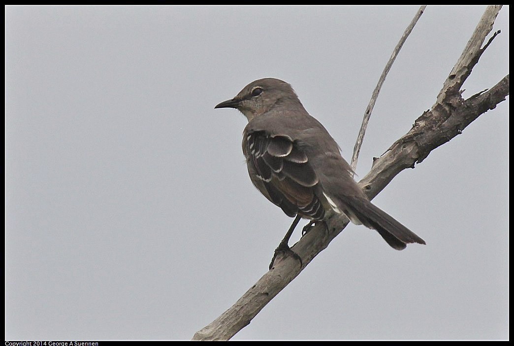 Northern Mockingbird - George Suennen