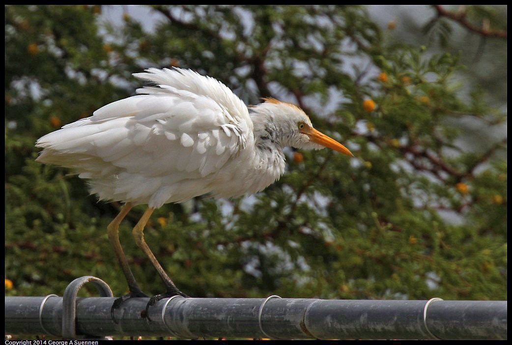 Western Cattle Egret - ML618361805