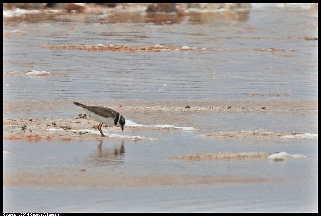 Semipalmated Plover - ML618361814