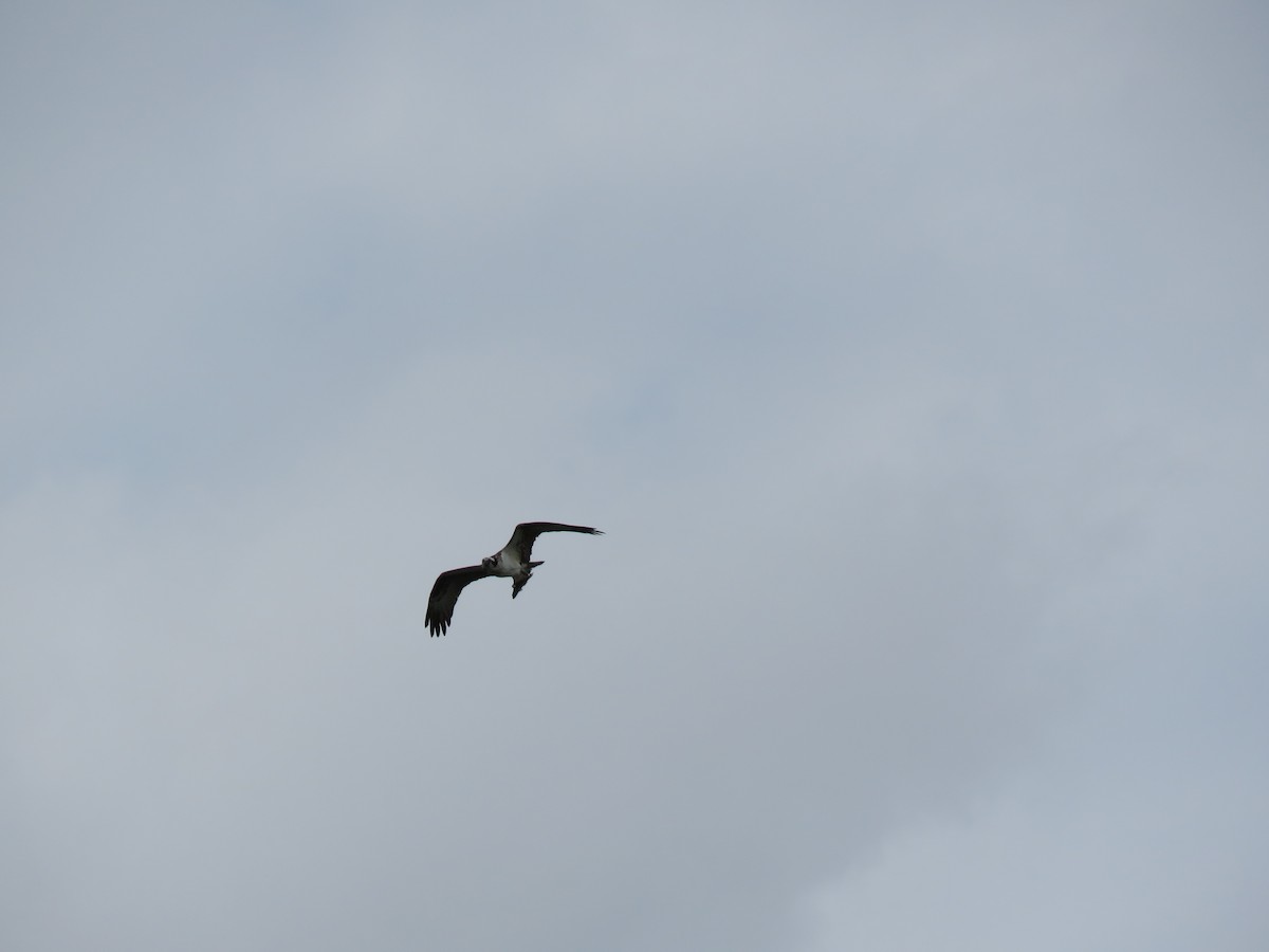 Osprey - Christine W.