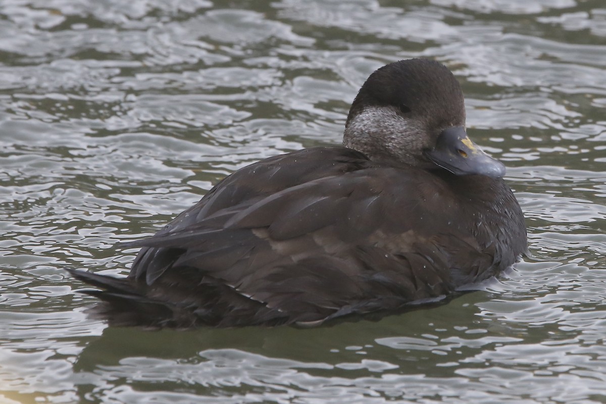 Black Scoter - ML618361817