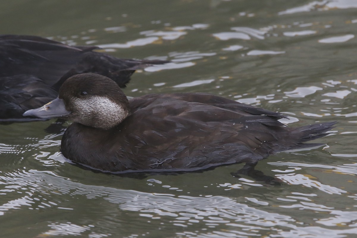 Black Scoter - ML618361818