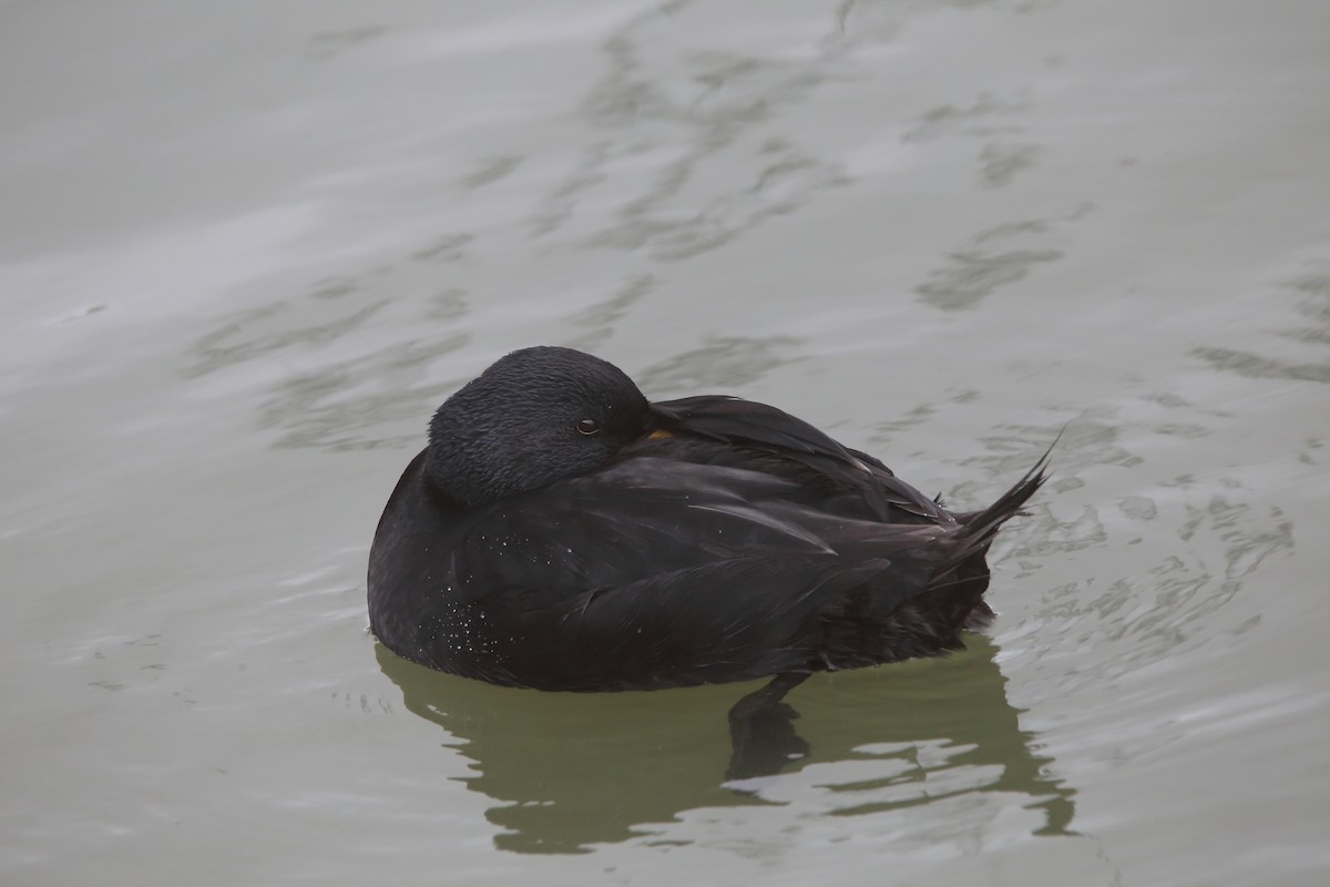 Black Scoter - ML618361824