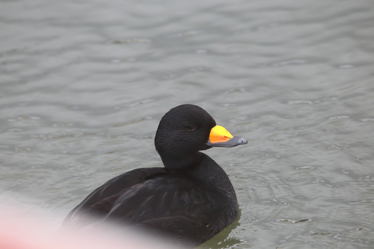 Black Scoter - ML618361825