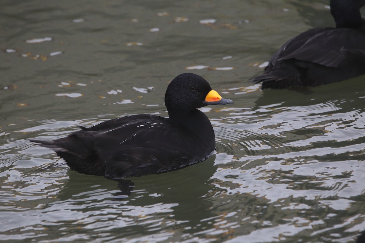 Black Scoter - Mikiya Oikawa