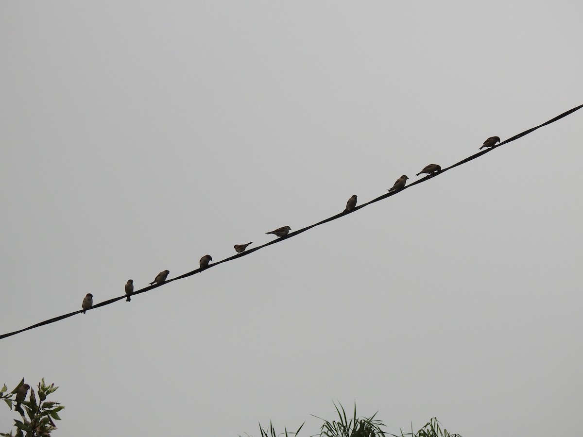 House Sparrow - Monica Mesch